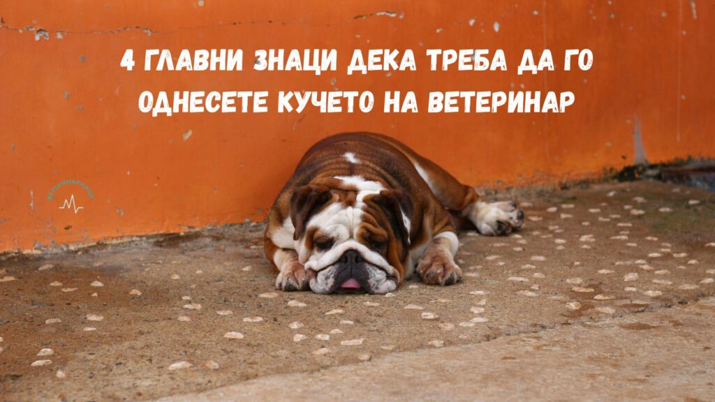 4 главни знаци дека треба да го однесете кучето на ветеринар