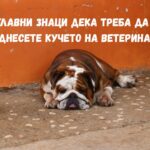 4 главни знаци дека треба да го однесете кучето на ветеринар