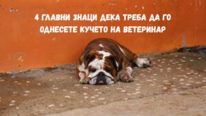 4 главни знаци дека треба да го однесете кучето на ветеринар