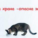 токсична храна за мачки