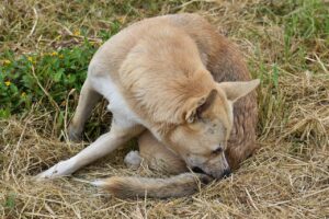 itchy dog biting its tail