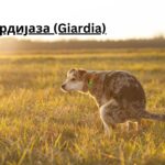 giardia in dogs