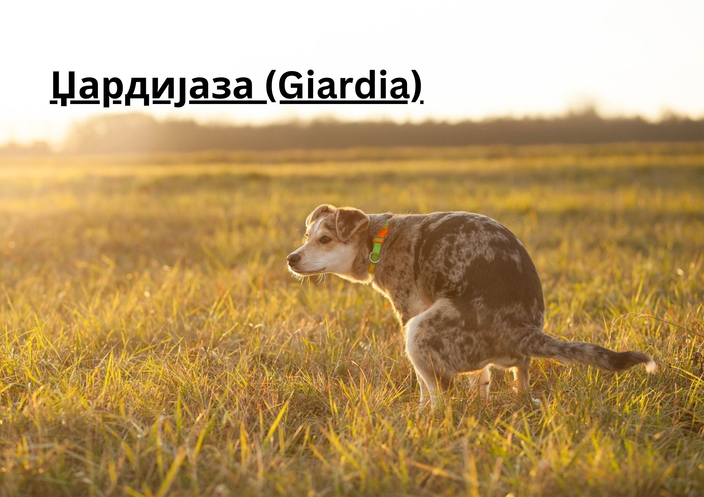 Џардијаза (Giardia)