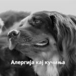 алергија кај кучиња