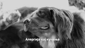 алергија кај кучиња
