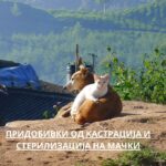spay and neuter
