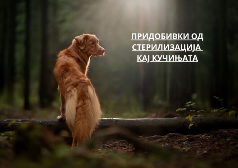 benefits of spaying your dog