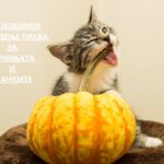 benefits of implementing pumpkin into your dog or cat's diet