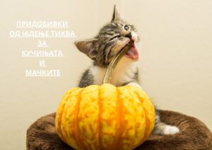 benefits of implementing pumpkin into your dog or cat's diet