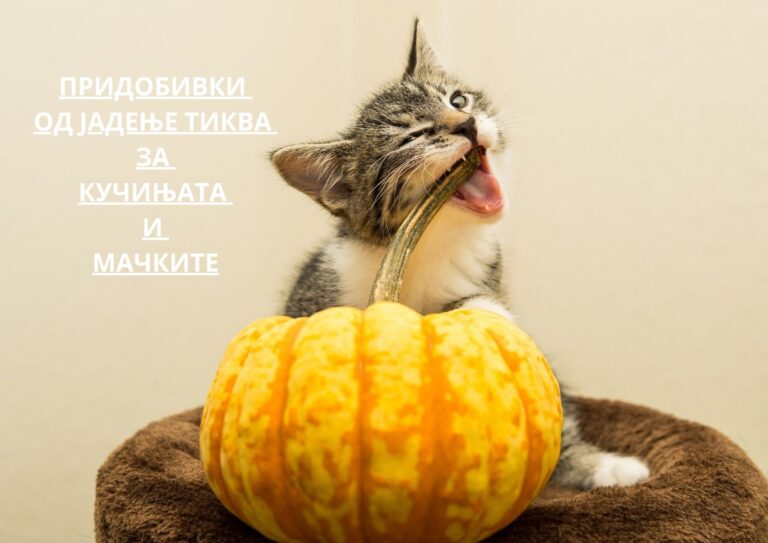 benefits of implementing pumpkin into your dog or cat's diet