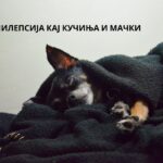 epilepsy in dogs and cats