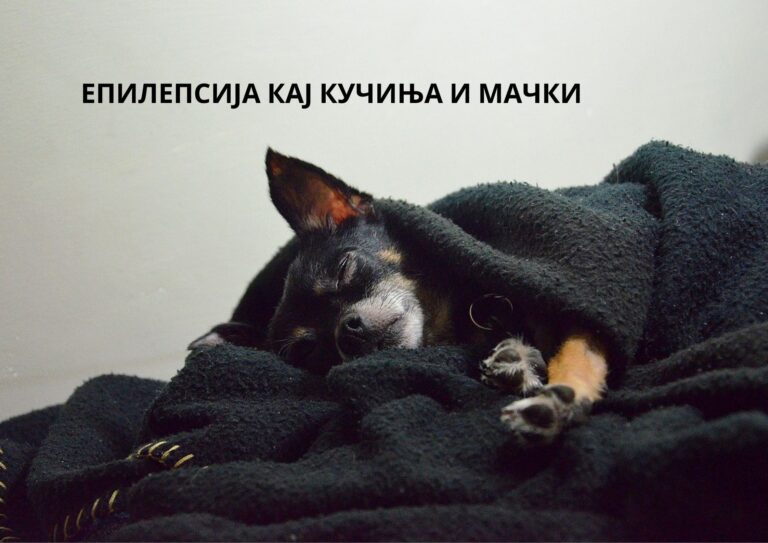 Епилепсија кај кучиња и мачки