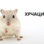 hamsters