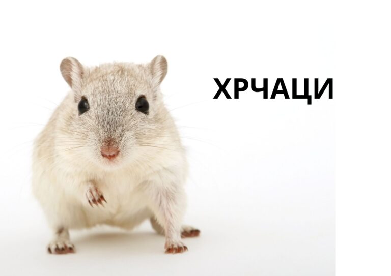Хрчаци