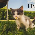 fiv in cats