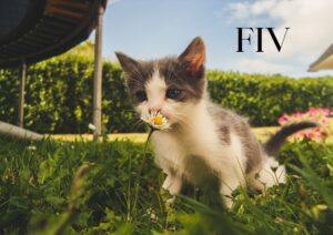 fiv in cats