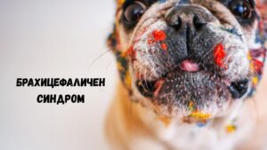 брахицефаличен синдром