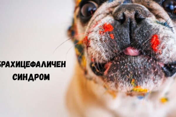 брахицефаличен синдром