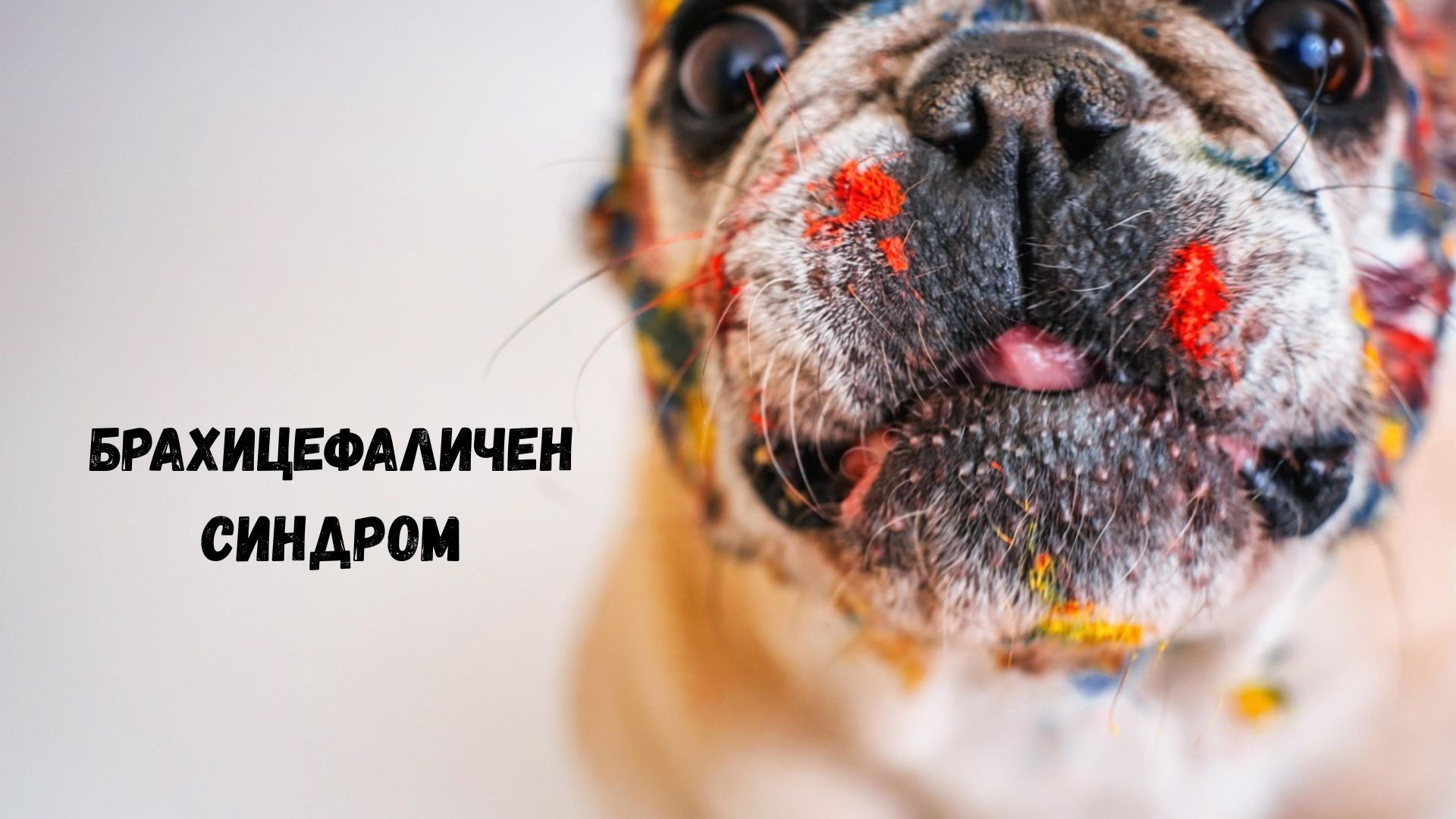 брахицефаличен синдром