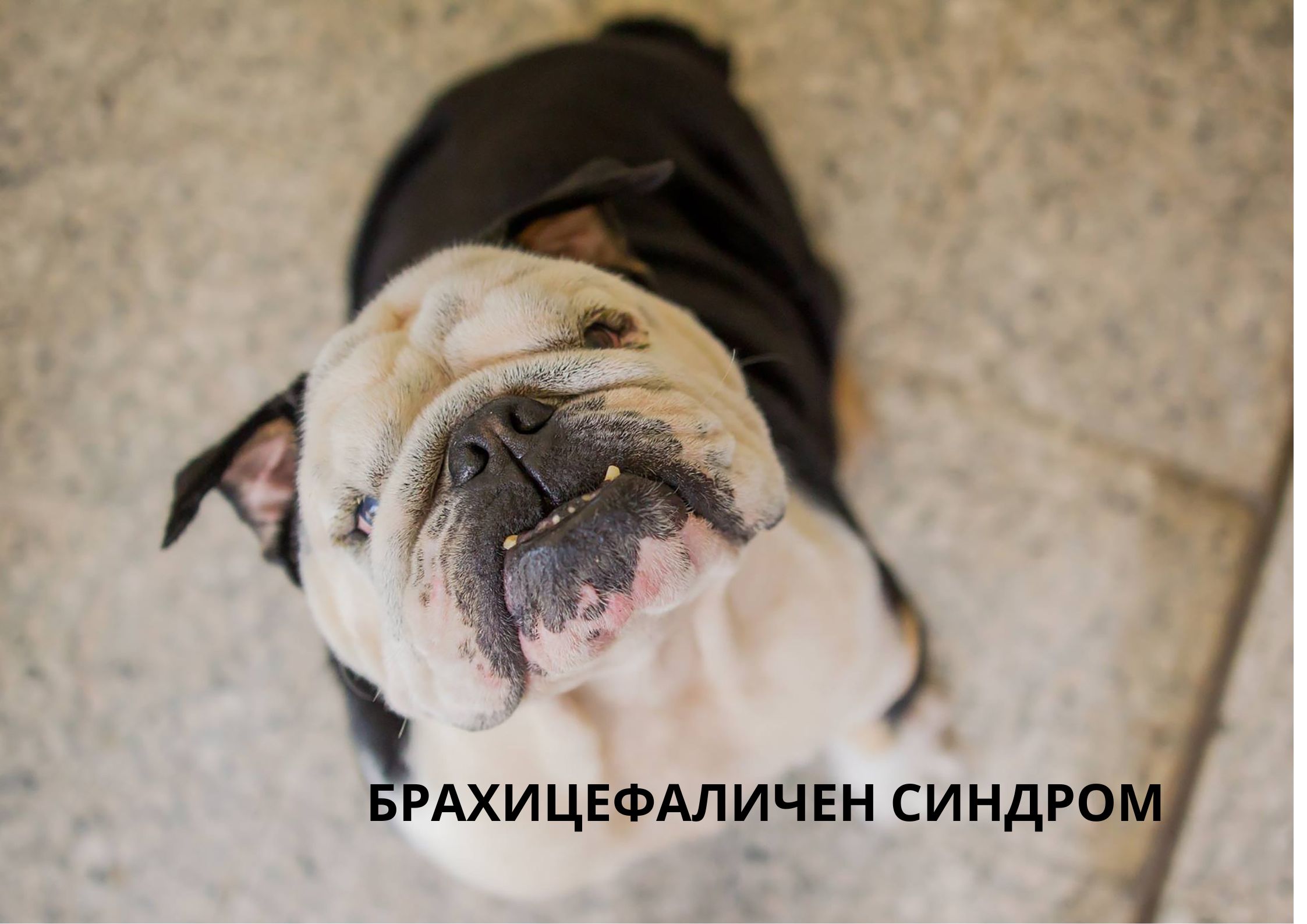 brachycephalic syndrome in dogs