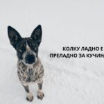 how much cold is too cold for dogs
