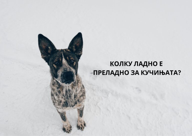 how much cold is too cold for dogs