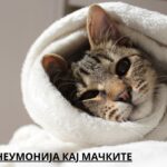 lung diseases in cats