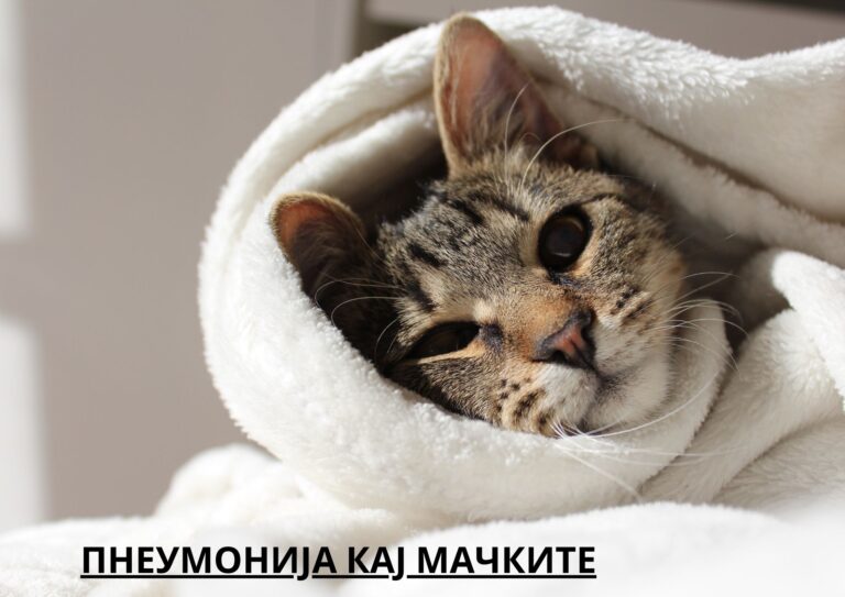 lung diseases in cats