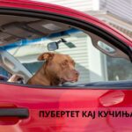 puberty in dogs