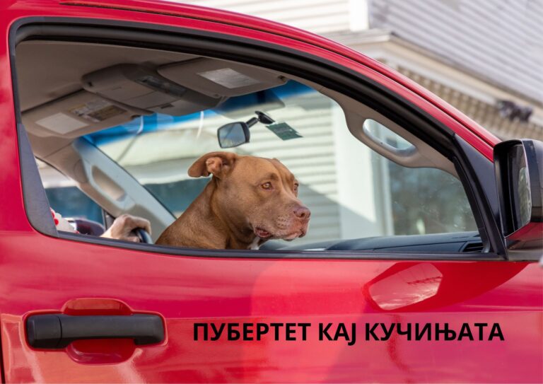 puberty in dogs