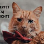 puberty in cats