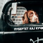 Пубертет кај кучињата