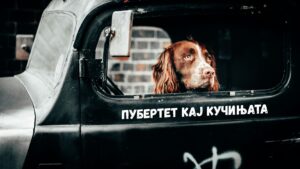 Пубертет кај кучињата