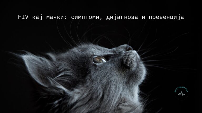 FIV кај мачки: Симптоми, дијагноза и превенција