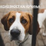 anxiety in dogs