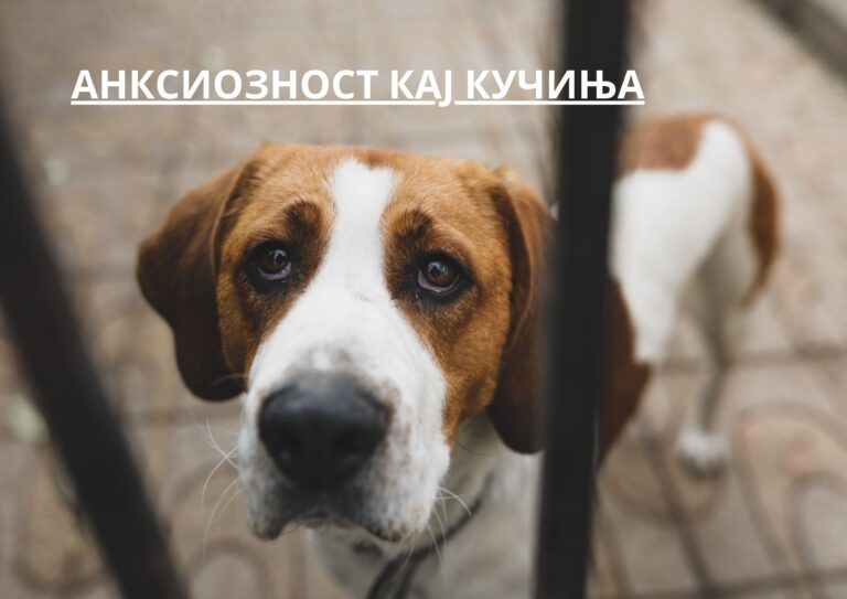 Анксиозност кај кучиња