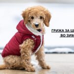 winter paw care