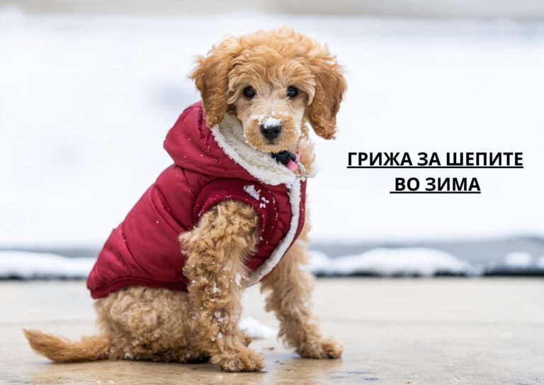 Грижа за шепите во зима