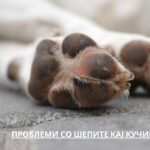 paw issues in dogs