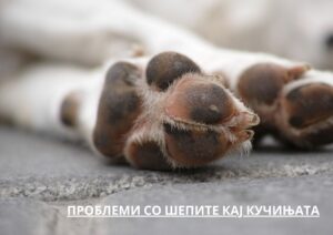 paw issues in dogs