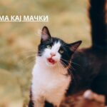 asthma in cats