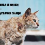 рак кај кучиња и мачки