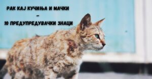 рак кај кучиња и мачки