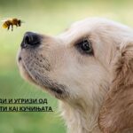 insect bites in dogs