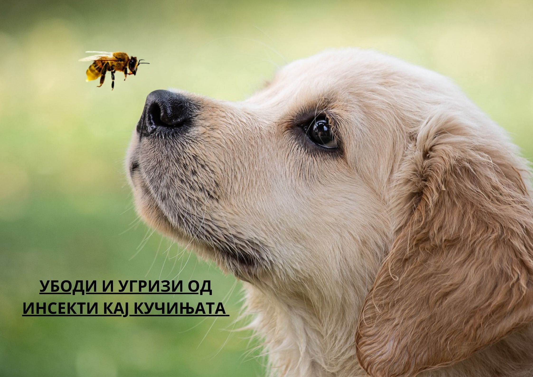Убоди и угризи од инсекти кај кучињата и што да очекувате
