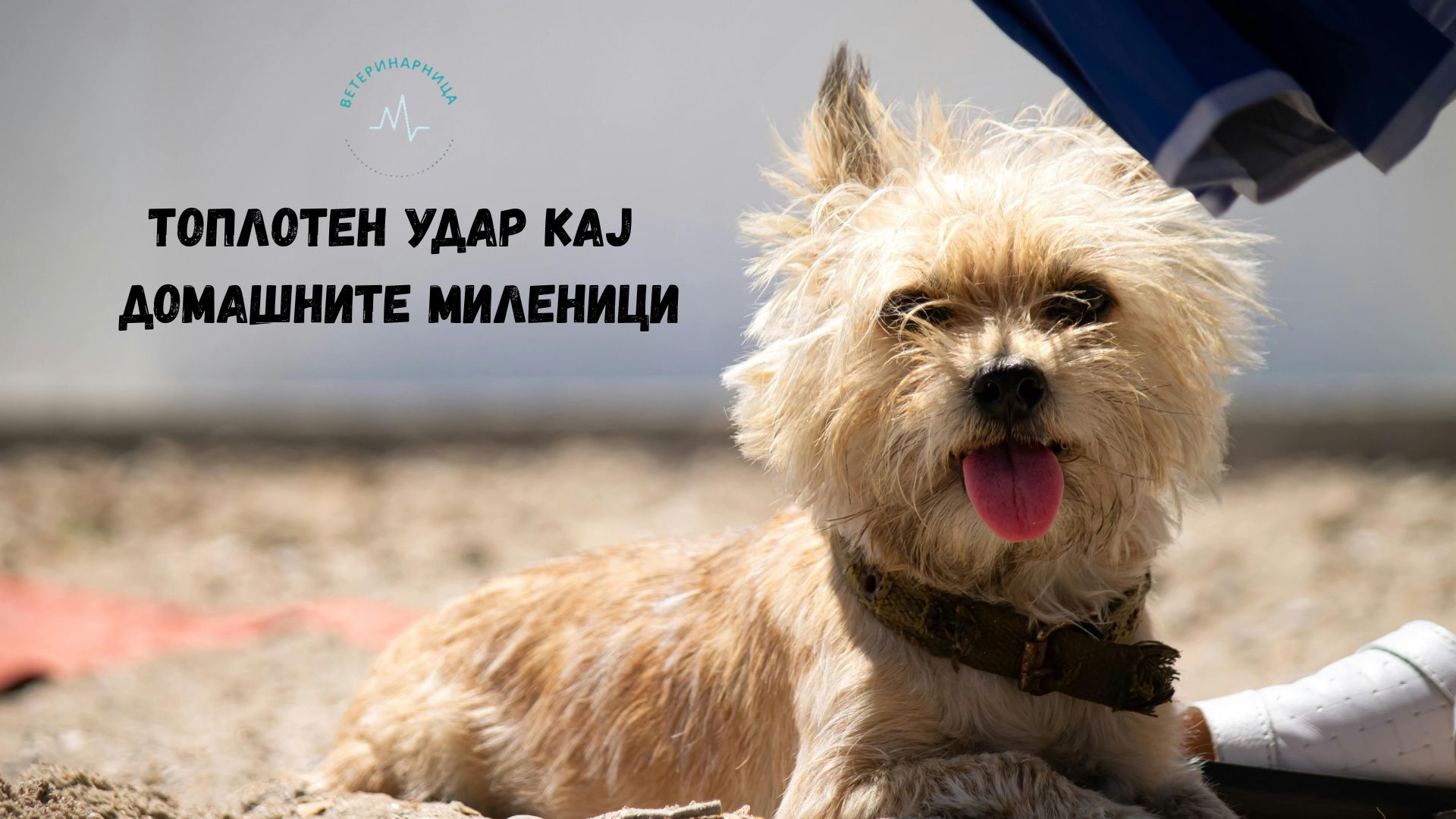 Топлотен удар кај домашните миленици