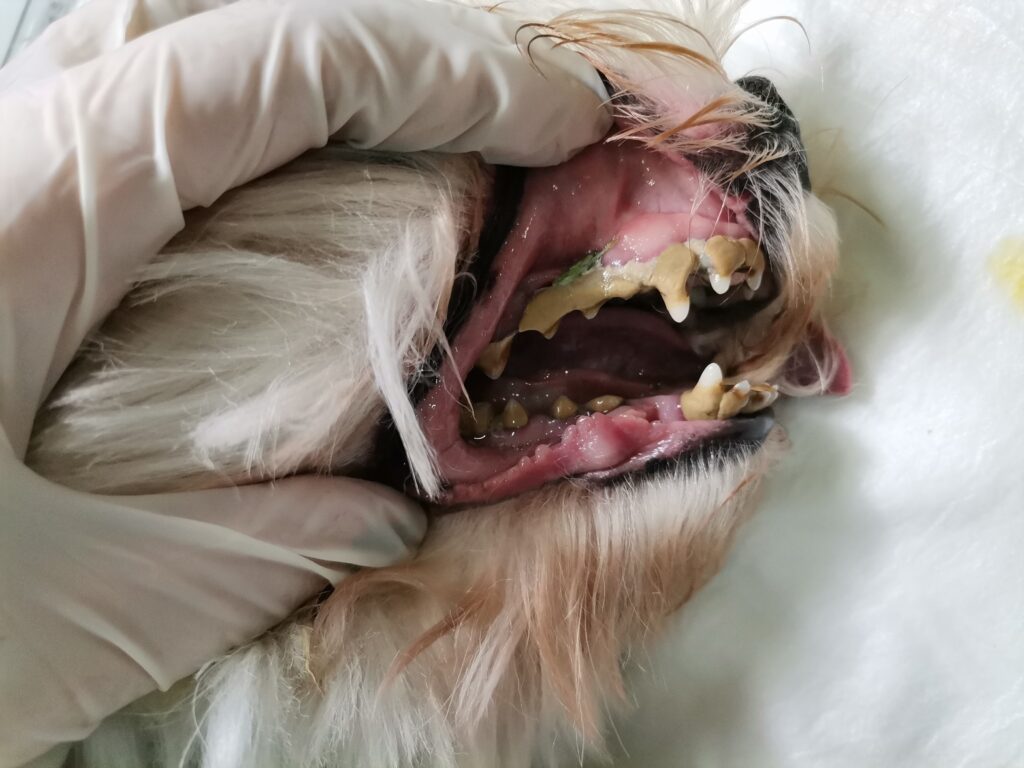 стоматолошко здравје кај кучиња и мачки