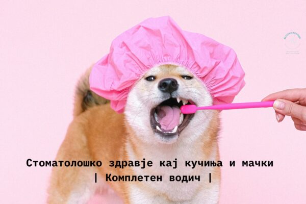 дентално здравје кај кучиња и мачки